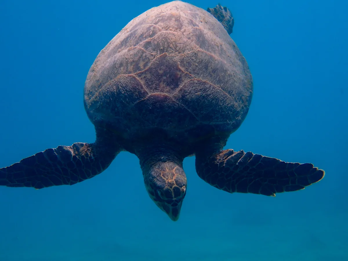Hawksbill Turtle (Female)