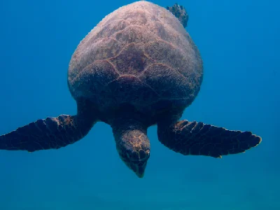 Hawksbill Turtle (Female)