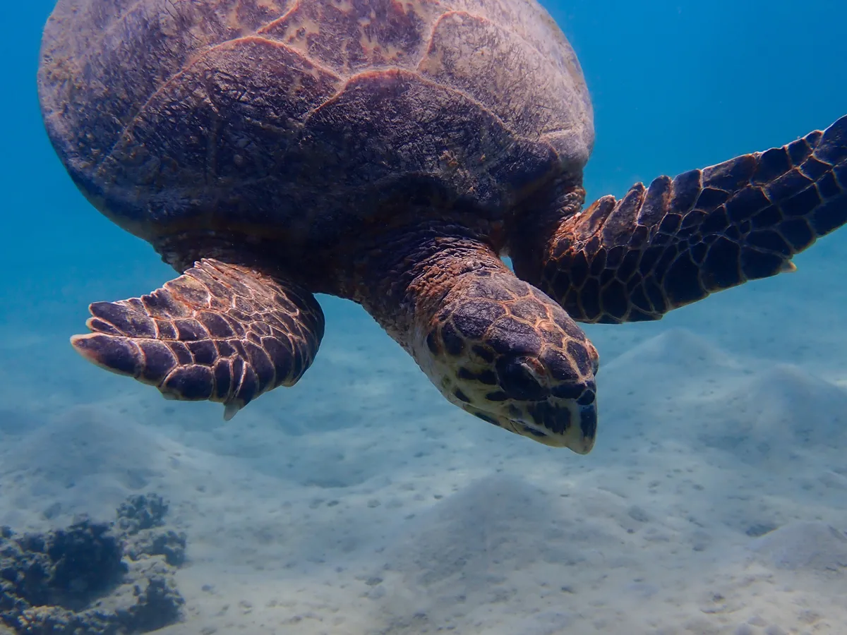 Hawksbill Turtle (Female)