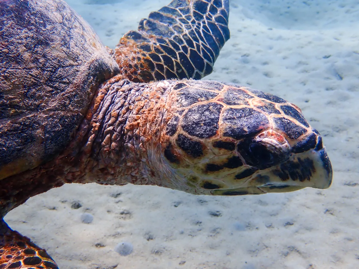 Hawksbill Turtle (Female)