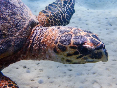 Hawksbill Turtle (Female)