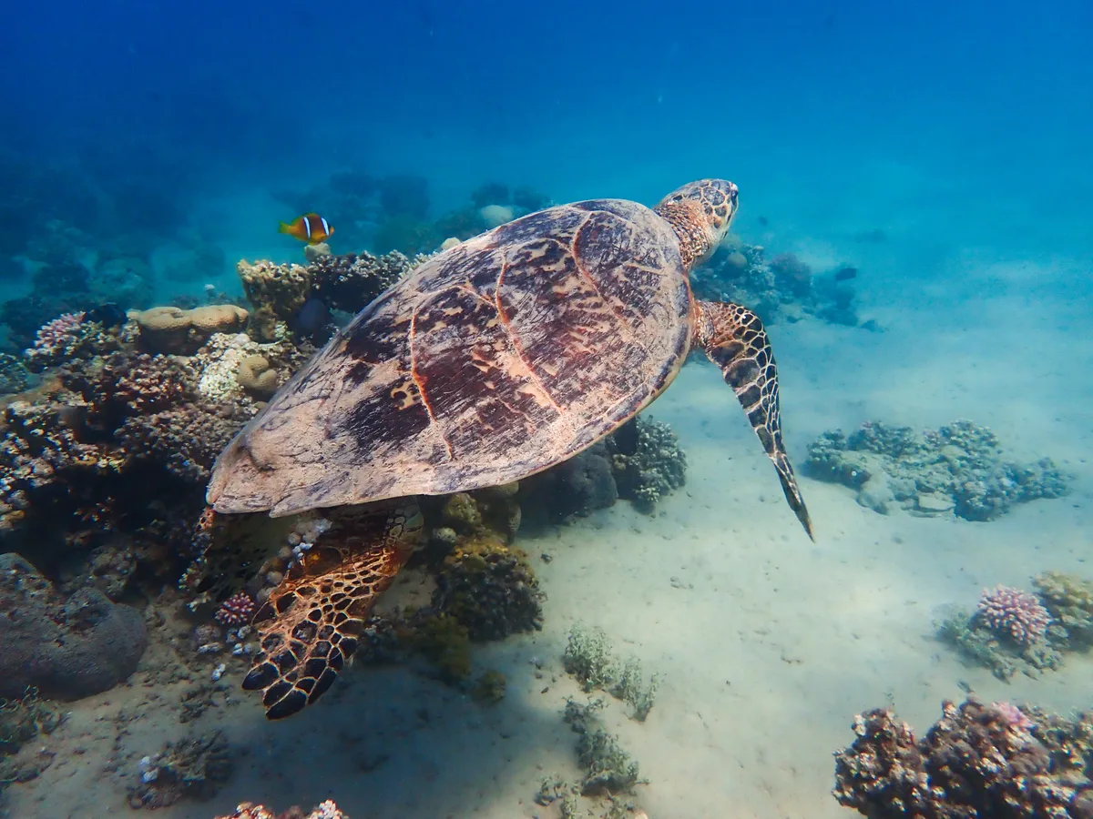 Hawksbill Turtle (Female)