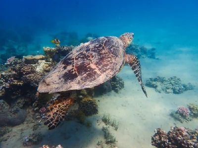 Hawksbill Turtle (Female)