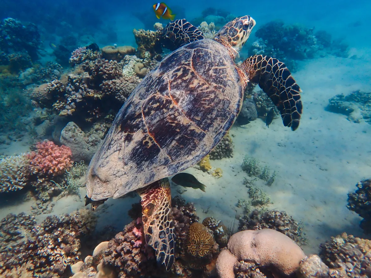 Hawksbill Turtle (Female)