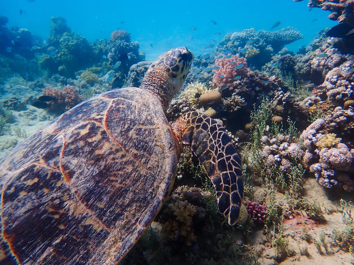 Hawksbill Turtle (Female)