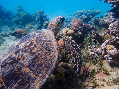 Hawksbill Turtle (Female)