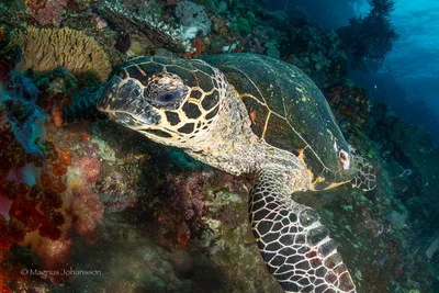 Eretmochelys imbricata