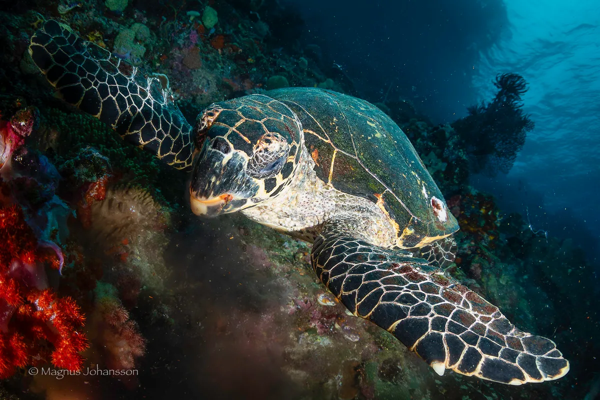 Eretmochelys imbricata