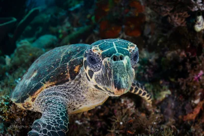 Eretmochelys imbricata