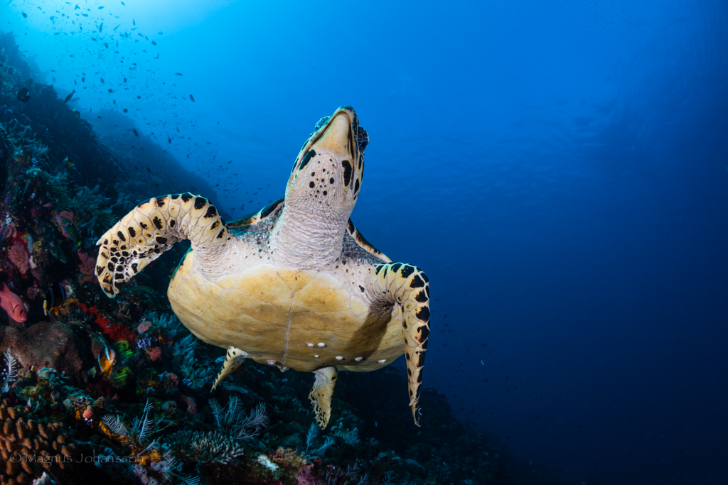 Eretmochelys imbricata