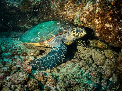 Eretmochelys imbricata