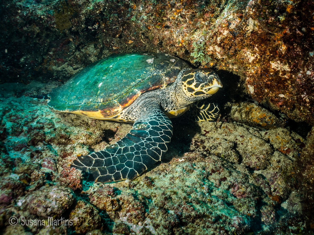 Eretmochelys imbricata