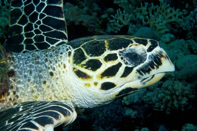 Eretmochelys imbricata