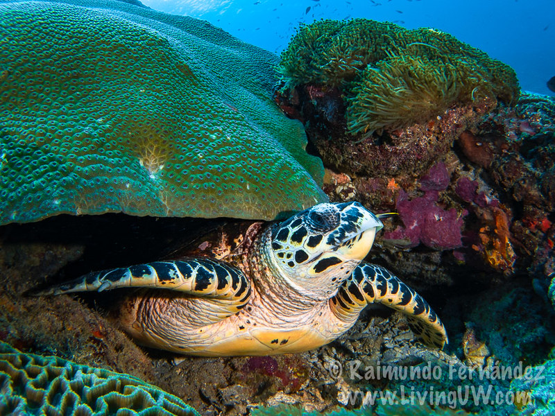 Eretmochelys imbricata