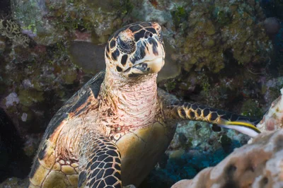 Eretmochelys imbricata
