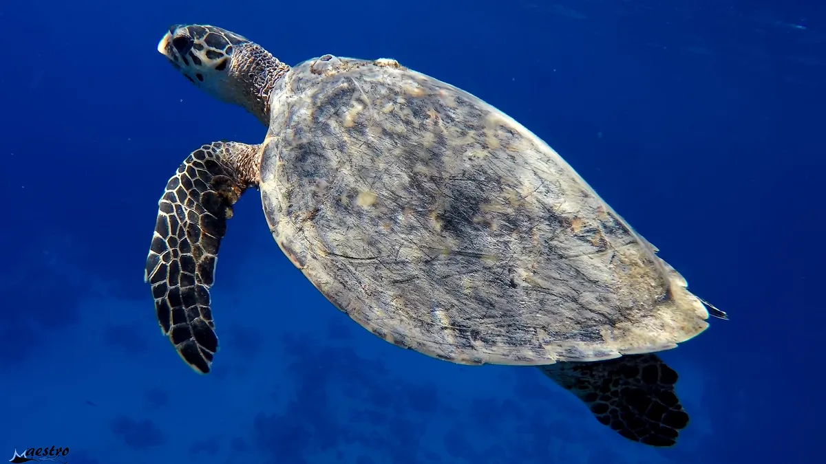 420.Sea Turtle (Eretmochelys imbricata)