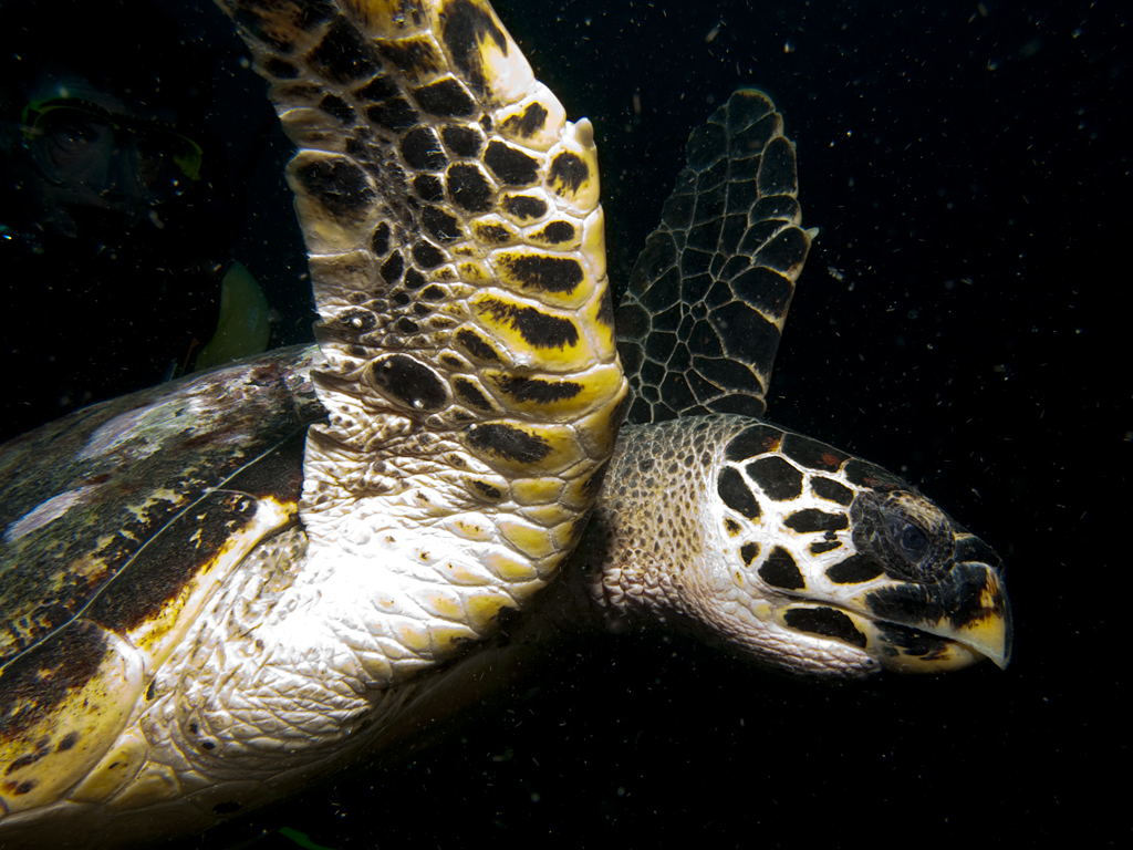 Eretmochelys imbricata