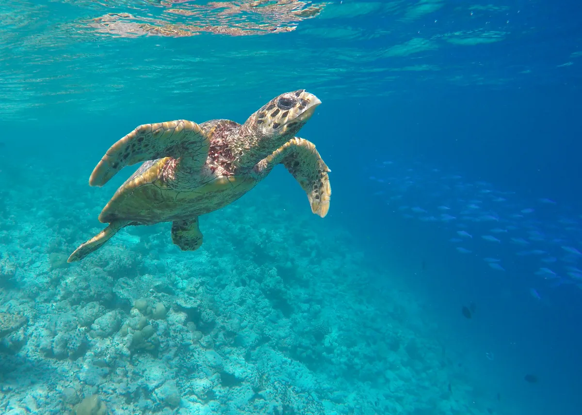 Hawksbill Turtle - Eretmochelys imbricata