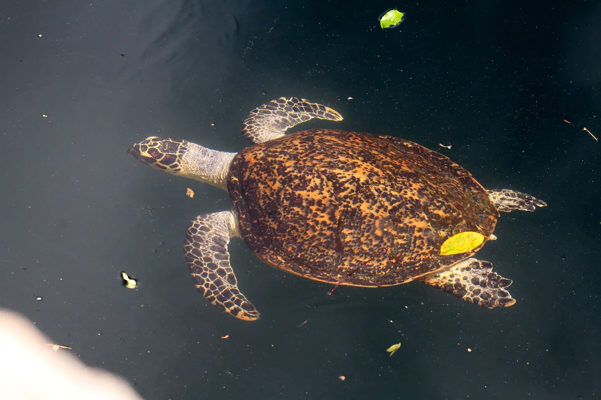 Eretmochelys imbricata