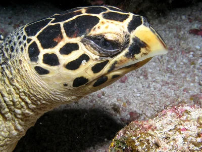 Eretmochelys imbricata