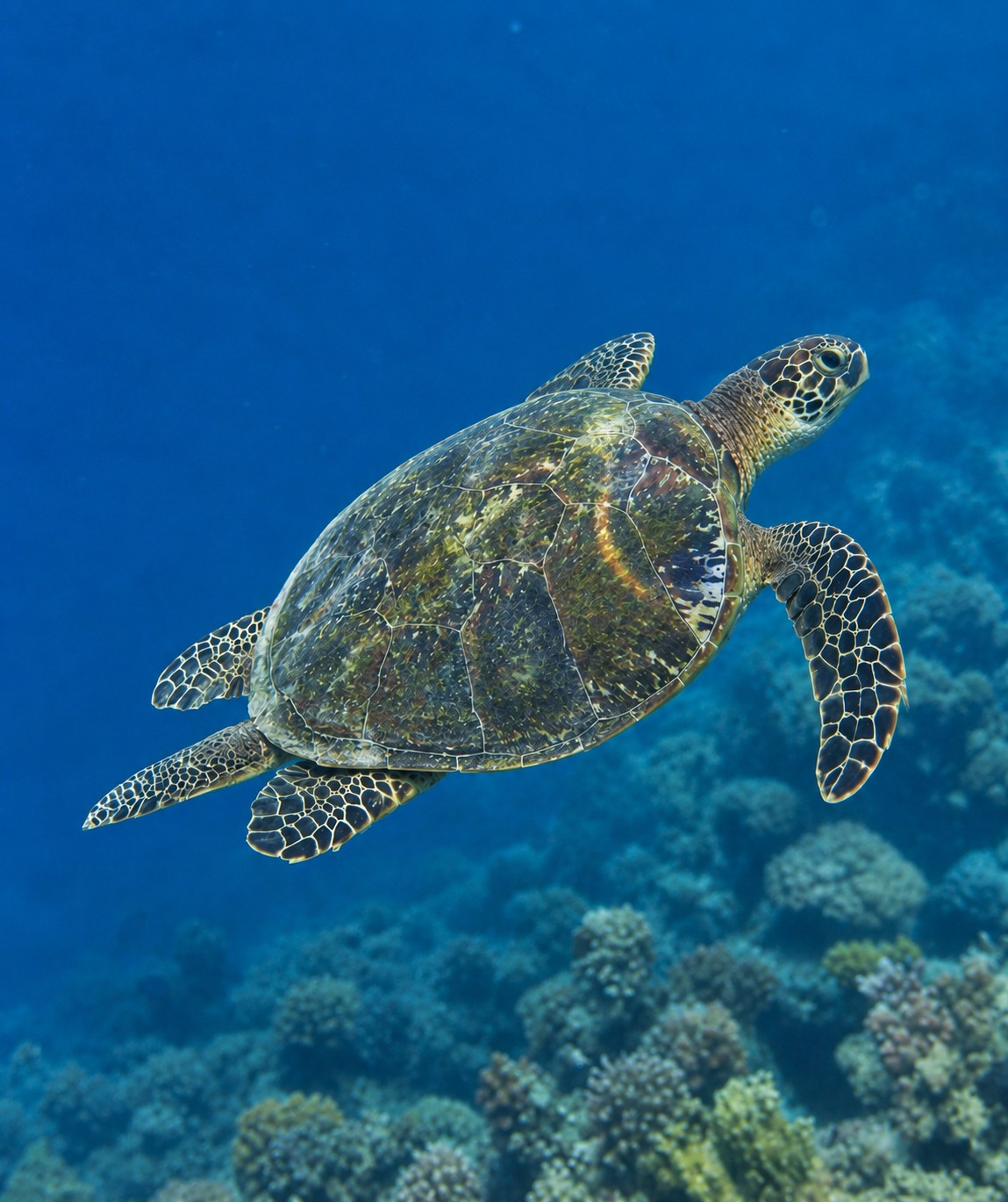 Hawksbill Turtle