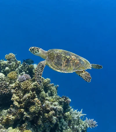 Hawksbill Turtle