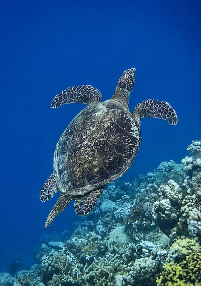 Hawksbill Turtle