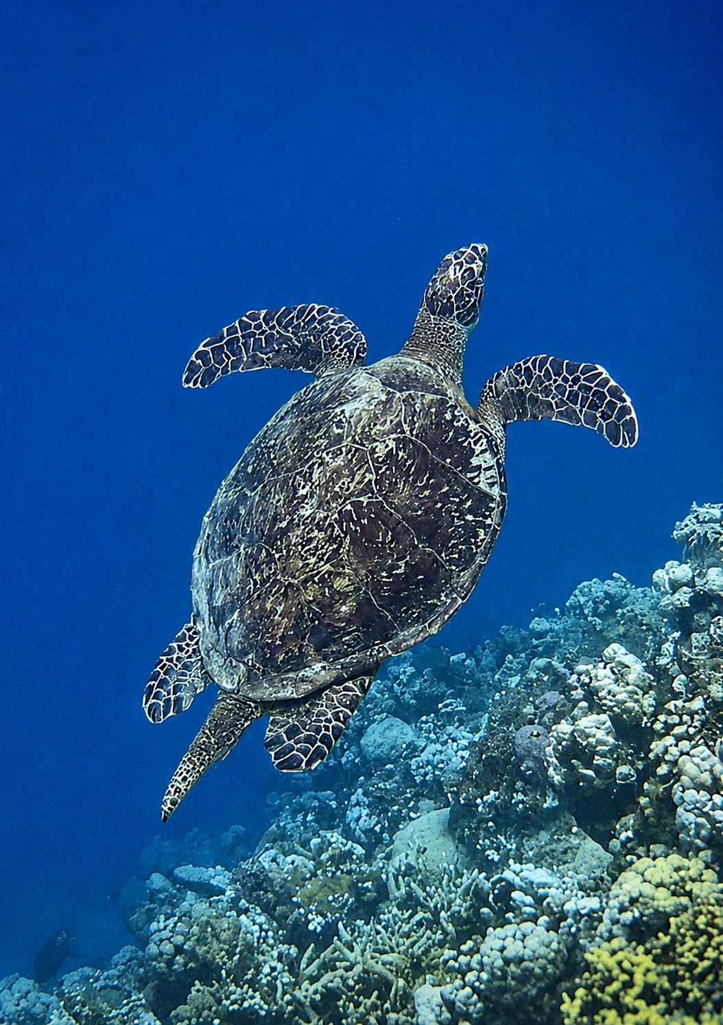 Hawksbill Turtle