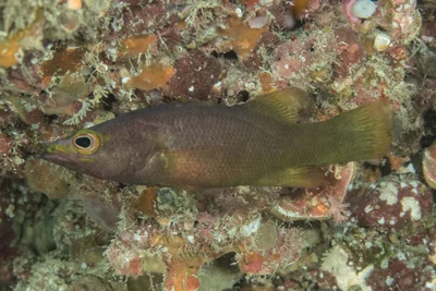 Liopropoma mitratum - Ra, Western, Fiji