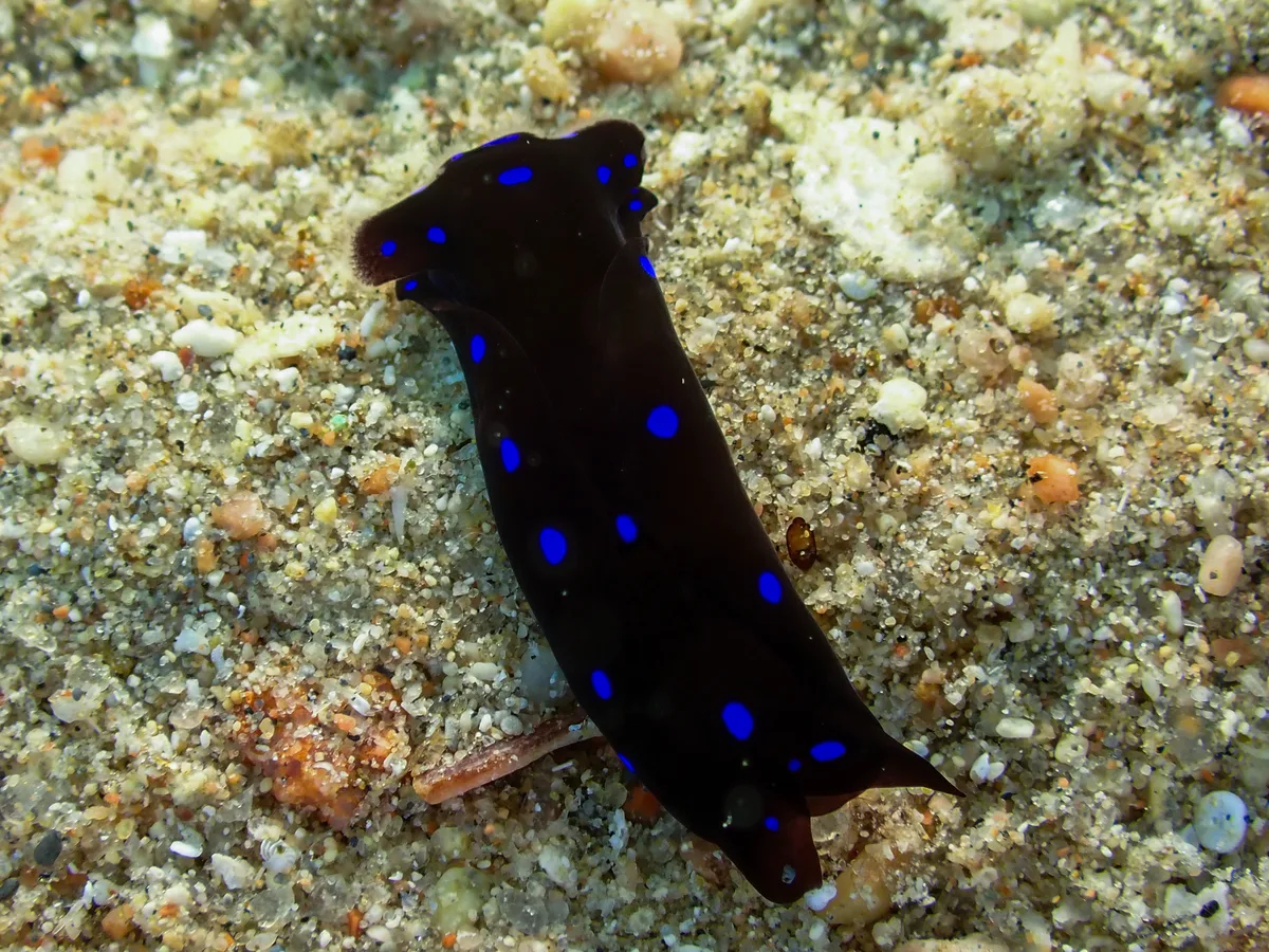 Headshield Slug