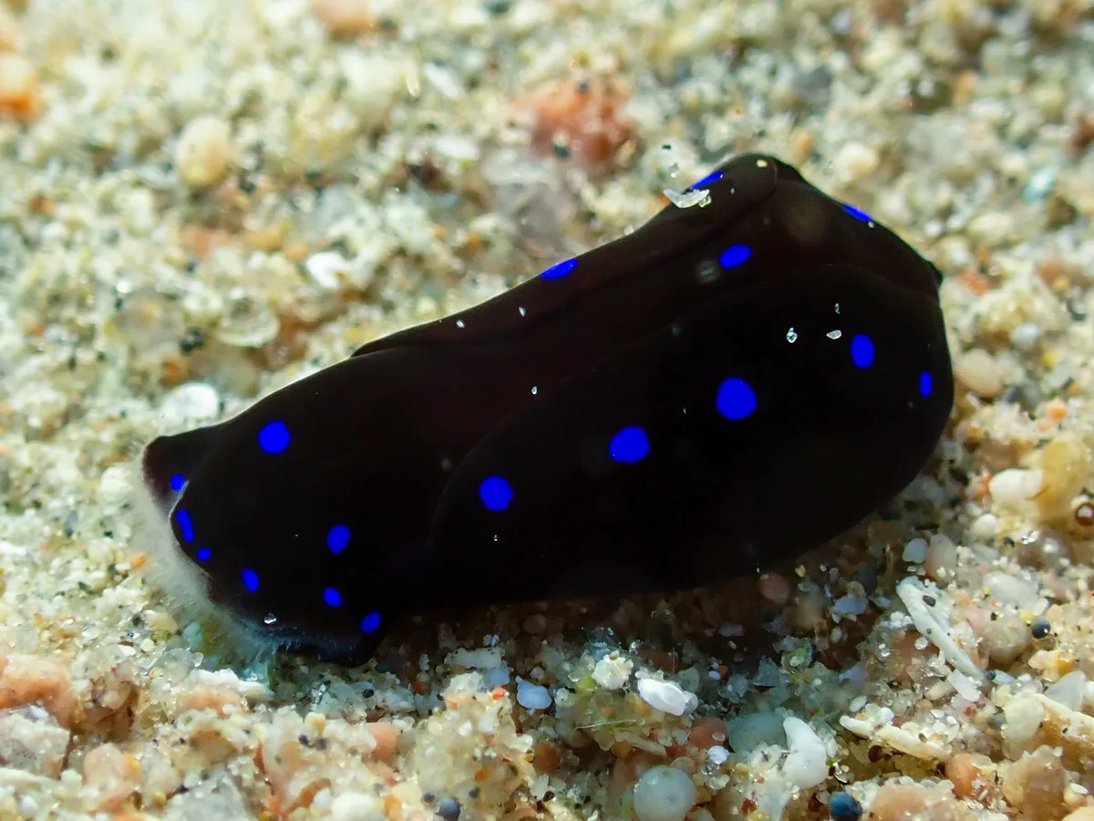 Headshield Slug