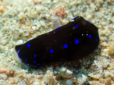 Headshield Slug