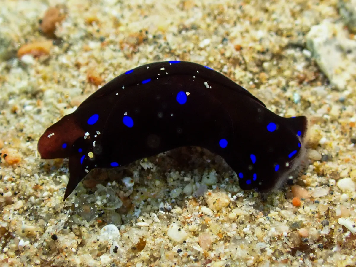 Headshield Slug