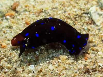 Headshield Slug
