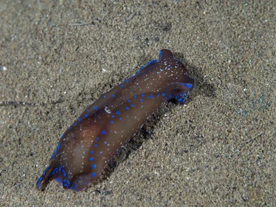 Chelidonura livida