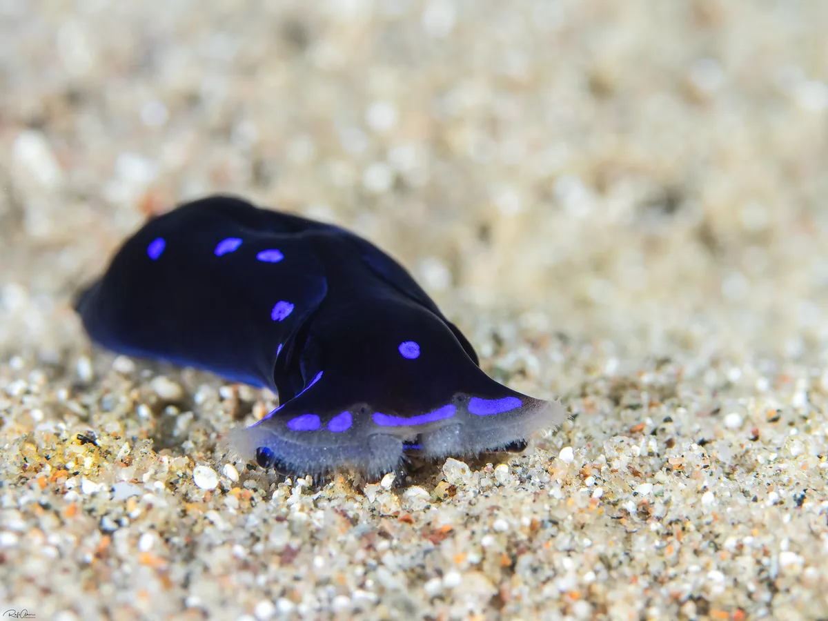 Blue-spotted Shield Slug - Chelidonura livida