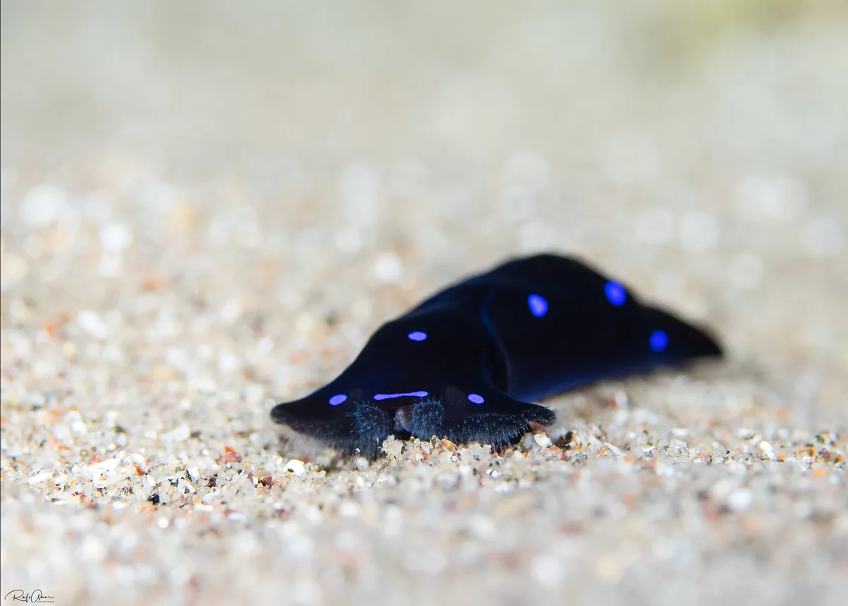 Blue-spotted Shield Slug - Chelidonura livida