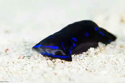 Blue-spotted Shield Slug - Chelidonura livida