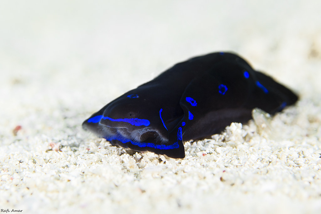 Blue-spotted Shield Slug - Chelidonura livida
