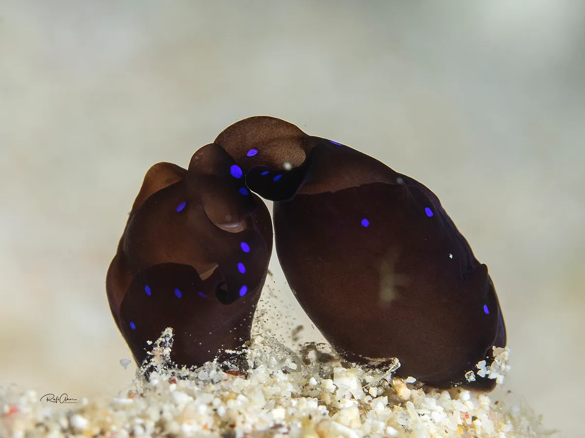 Blue-spotted Shield Slug - Mating - Chelidonura livida