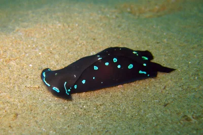 Nudibranch - Chelidonura livida