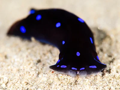 Blue-spotted Shield Slug - Chelidonura livida