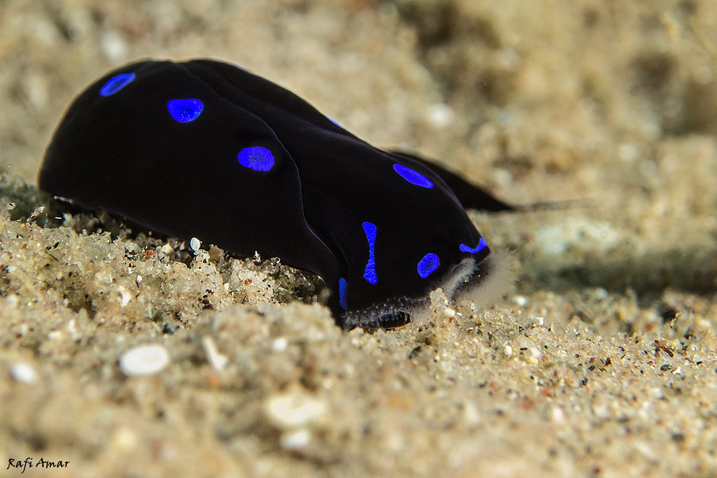 Blue-spotted Shield Slug - Chelidonura livida