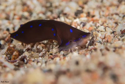 Blue-spotted Shield Slug - Chelidonura livida *brown variant*