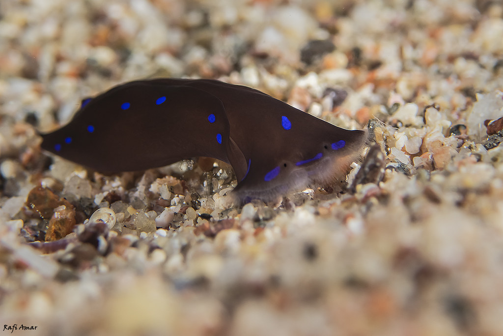 Blue-spotted Shield Slug - Chelidonura livida *brown variant*
