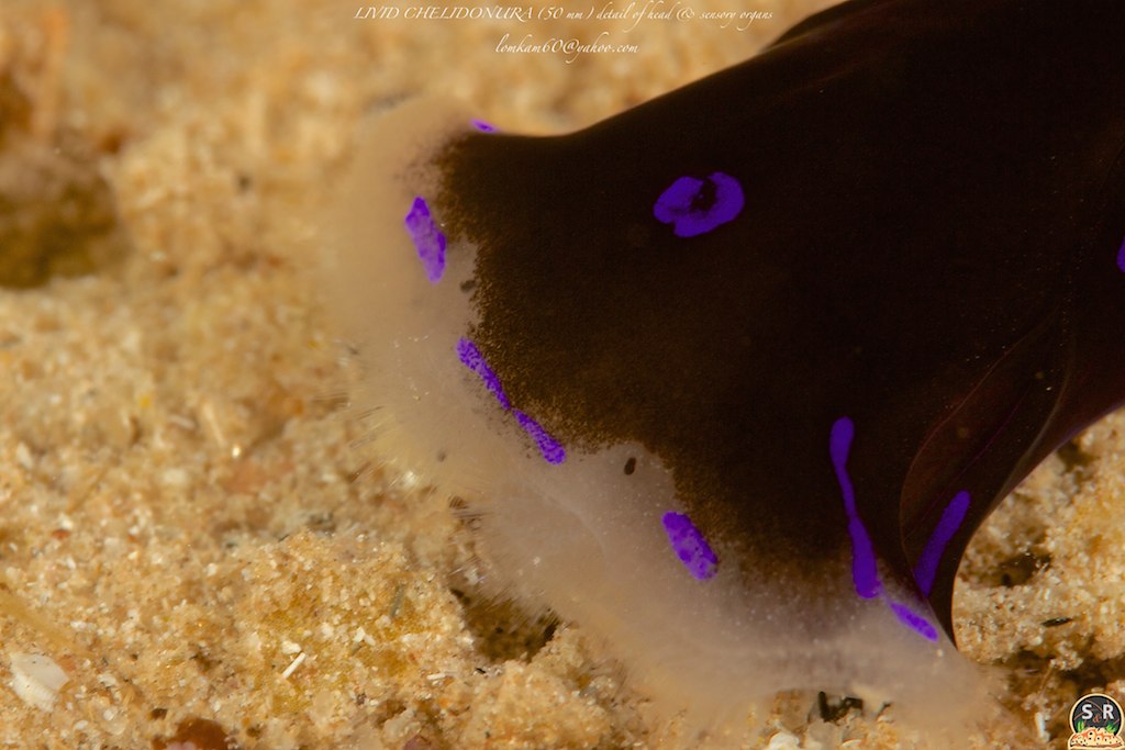 CHELIDONURA LIVIDA (30 mm) detail of head & sensory organs (1)