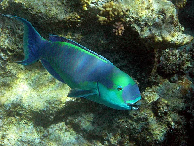 Heavybeak Parrotfish - male