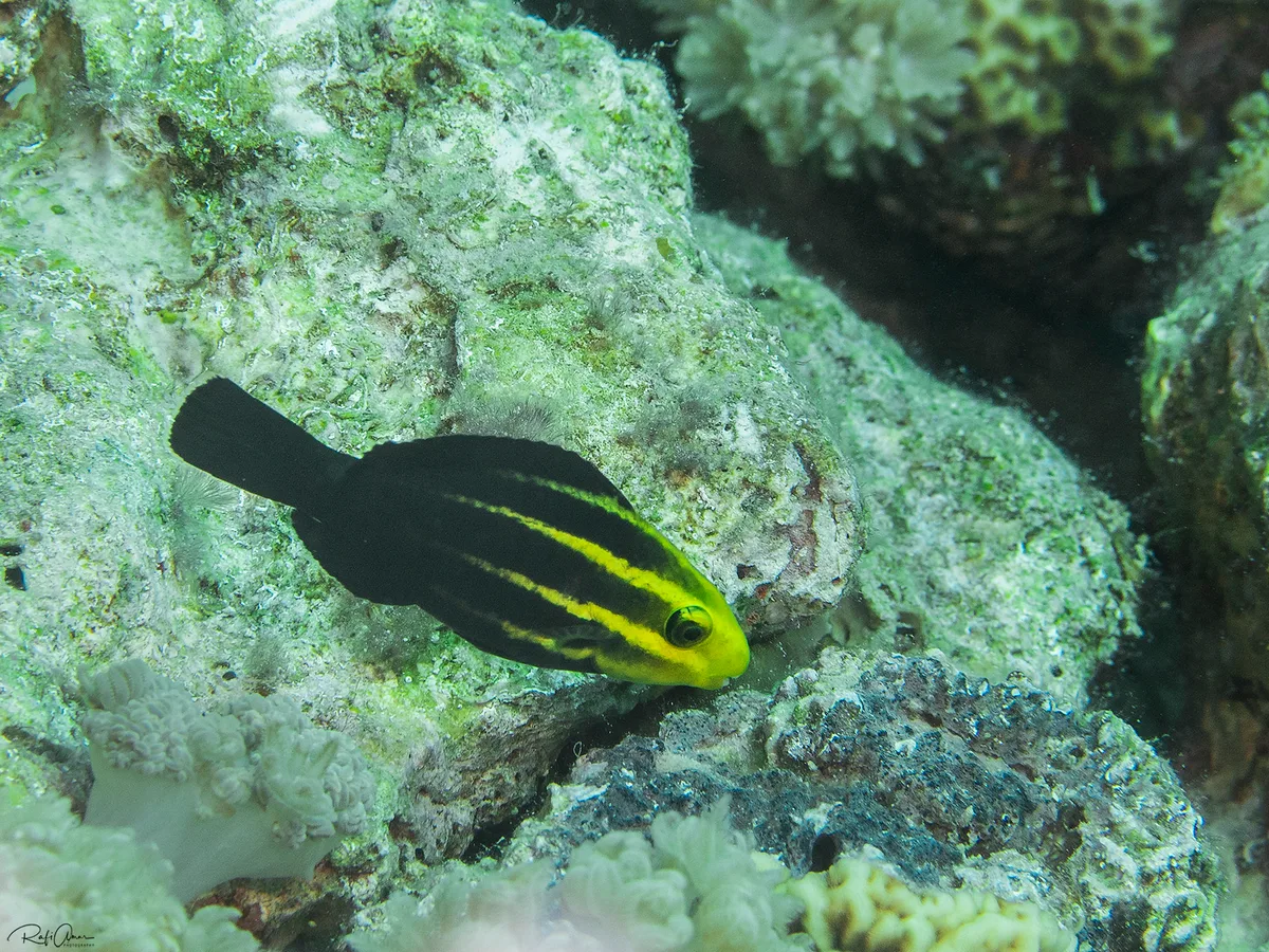 Heavybeak Parrotfish - juvenile