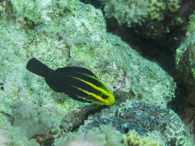 Heavybeak Parrotfish - juvenile