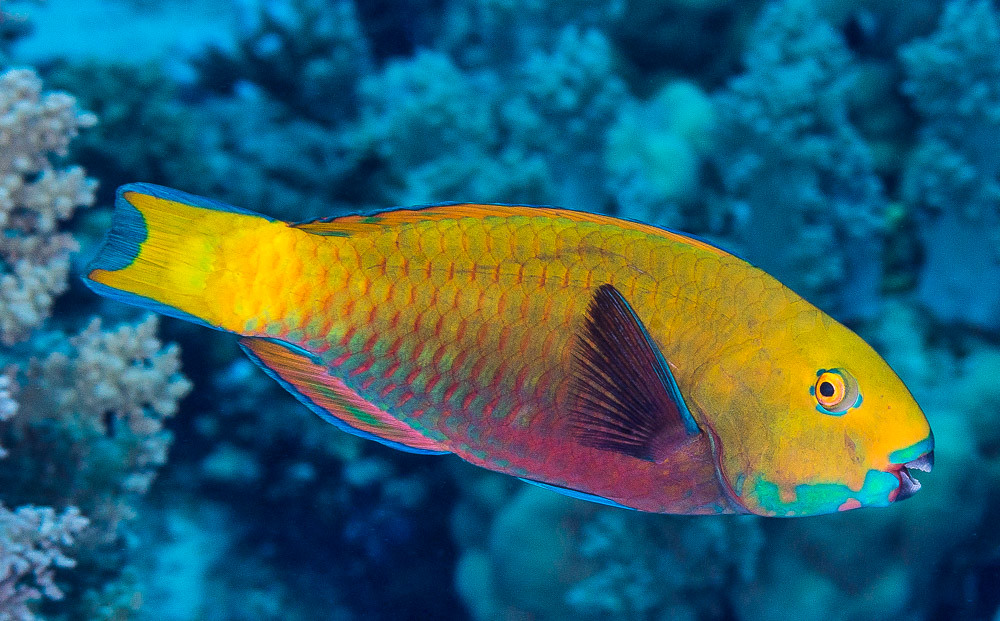 Heavybeak Parrotfish, initial phase - Chlorurus gibbus